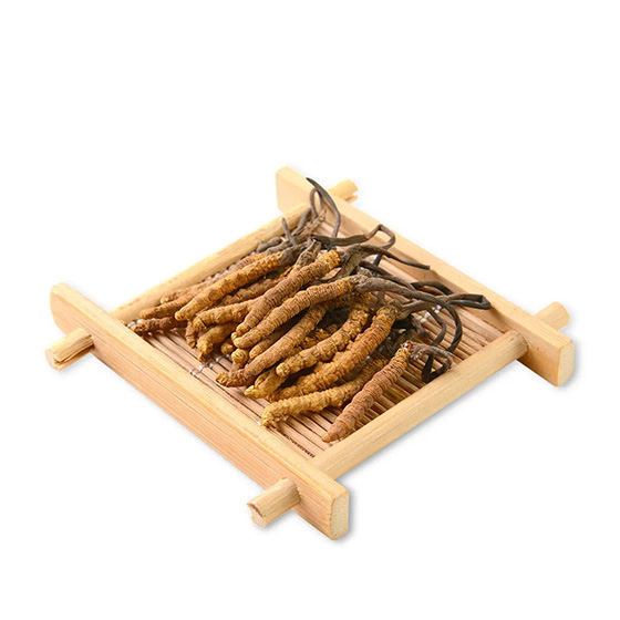 Cordyceps sinensis